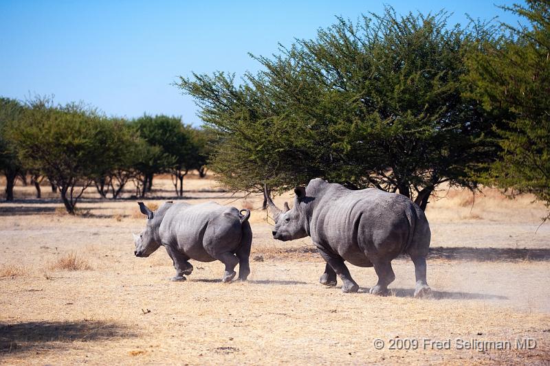 20090610_111219 D3 (1) X1.jpg - Rhinos have very good hearing and a good sense of smell.  They have poor eyesight.  They are among the largest mammals weighing up to a ton or more